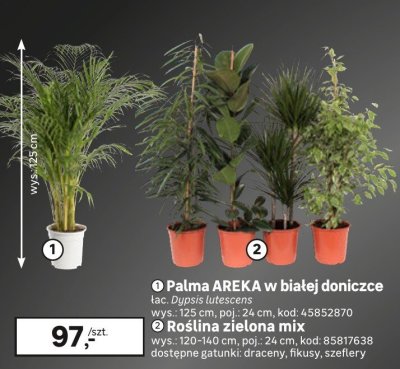 Palma AREKA w białej donicy promocja w Leroy Merlin
