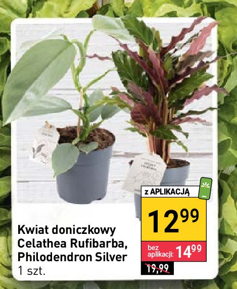 Philodendron silver promocja