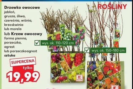 Jabłoń promocja w Kaufland