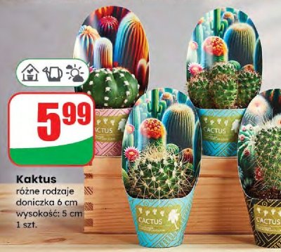 Kaktus różne rodzaje promocja w Dino