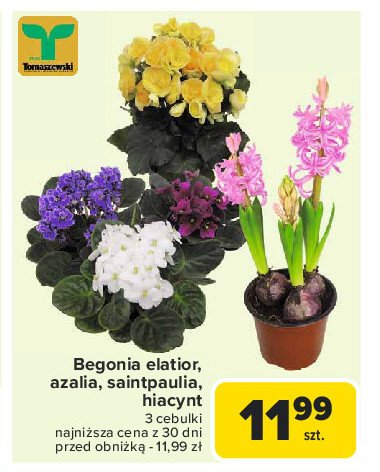 Azalia 12 cm Tomaszewski promocja