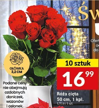 Róża cięta 50 cm, 10 kpl. promocja w Twój Market