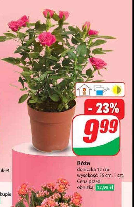 Róża donica 25 cm promocja