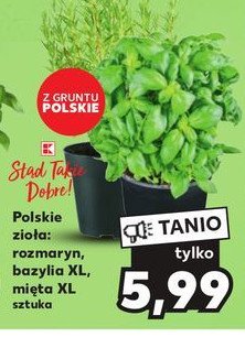Rozmaryn K-classic st膮d takie dobre! promocja