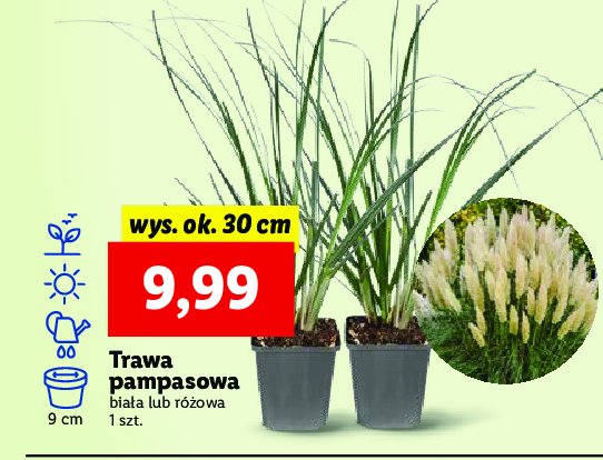 Trawa pampasowa r贸偶owa promocja