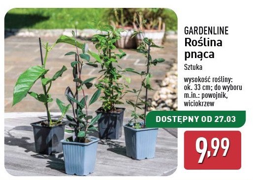 Powojnik 33 cm GARDEN LINE promocja w Aldi