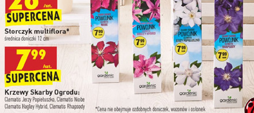 Krzew powojnik clematis niobe Gardenic promocja