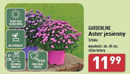 Aster jesienny 40 cm GARDEN LINE promocja w Aldi