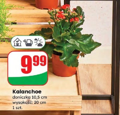 Kalanchoe doniczka 10,5 cm promocja w Dino