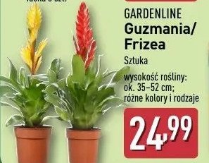 Frizea GARDEN LINE promocja w Aldi