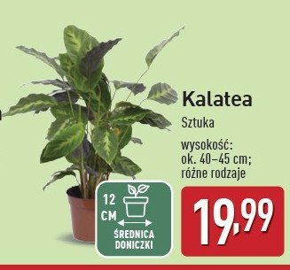 Kalatea don 12 cm promocja