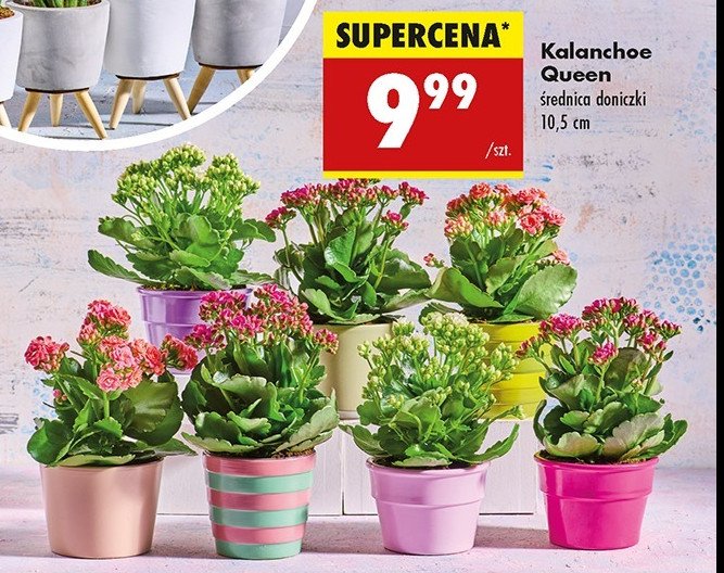 Kalanchoe queen promocja