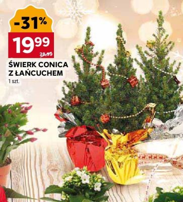 Świerk Conica z łańcuchem promocja w Stokrotka