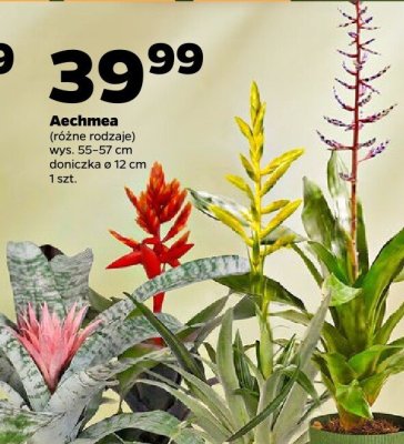 Aechmea (różne rodzaje) promocja w Netto