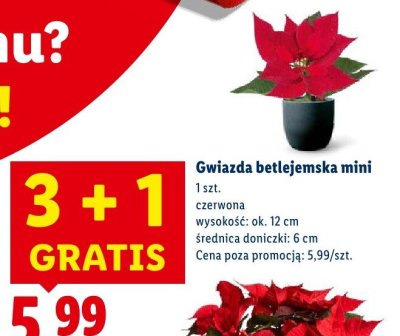Gwiazda betlejemska mini czerwona promocja w Lidl