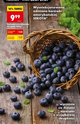 Borówka amerykańska XL SEKOYA 150 g promocja w Biedronka