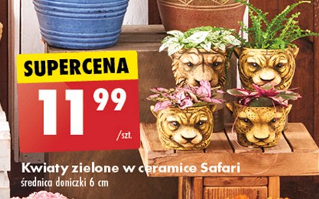 Kwiaty zielone w ceramice safari 6 cm promocja