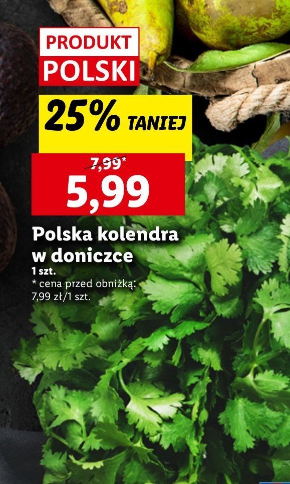 Kolendra promocja