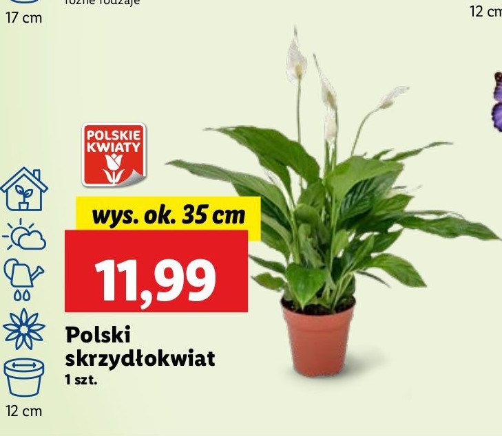 Skrzydłokwiat 35 cm promocja