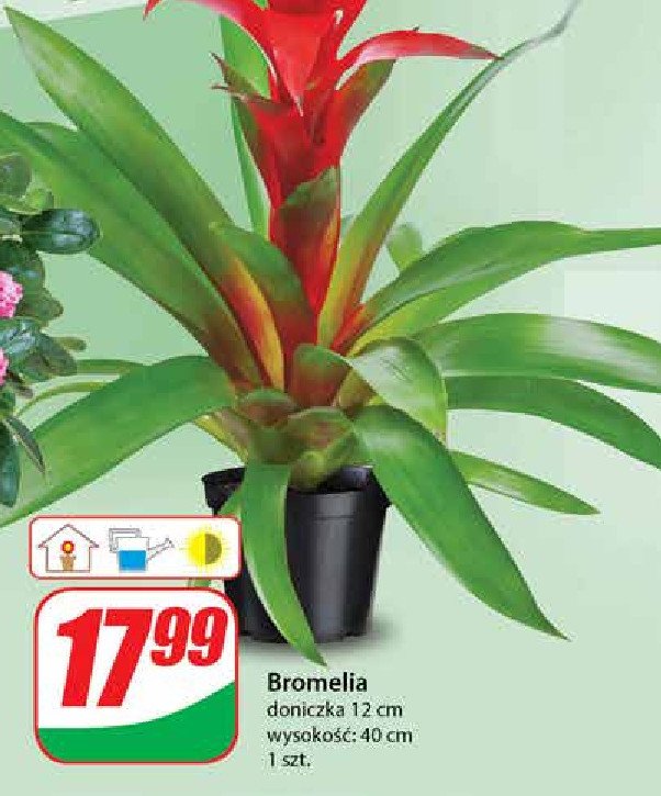 Bromelia w don. 12 cm promocja