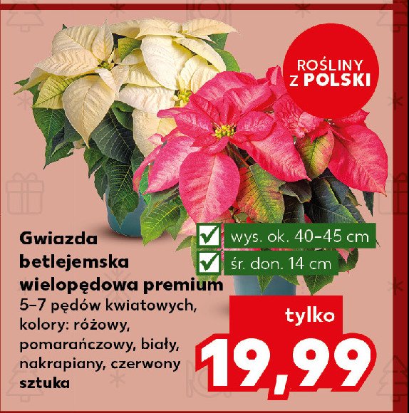 Gwiazda betlejemska wielopędowa premium 14 cm nakrapiana promocja