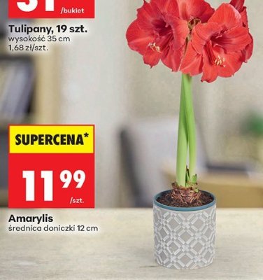 Roślina Amaryllis w doniczce promocja w Biedronka