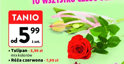 Róża czerwona promocja w Intermarche