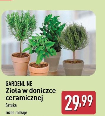 Zioła w doniczce ceramicznej GARDEN LINE promocja