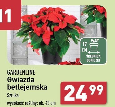 Gwiazda betlejemska 43 cm GARDEN LINE promocja w Aldi