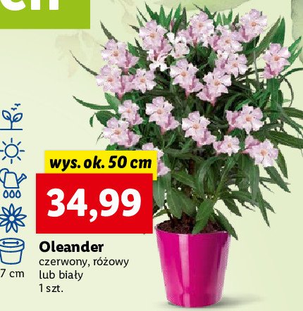 Oleander biały 50 cm promocja