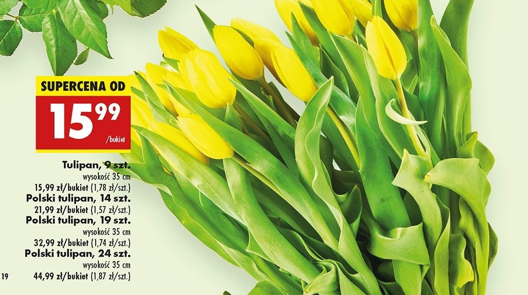 Tulipan 35 cm promocja