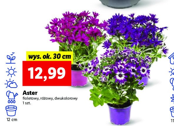 Aster dwukolorowy promocja