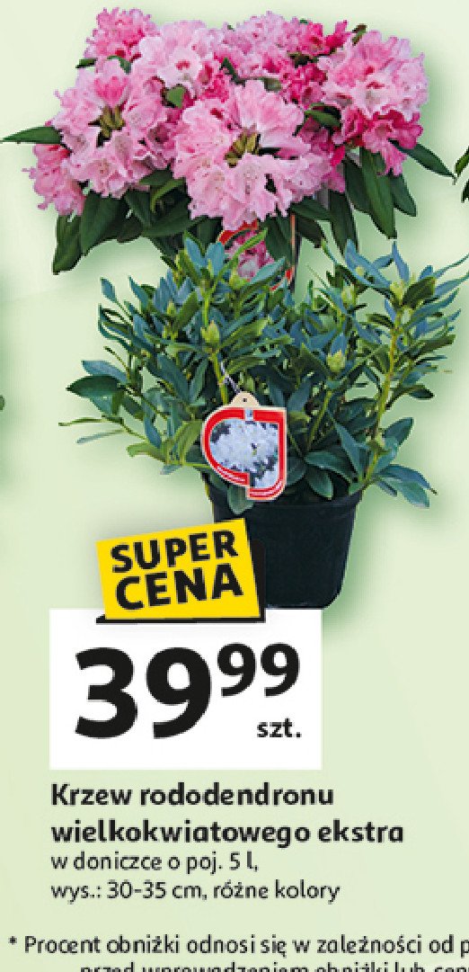 Krzew rododendronu wielokwiatowego ekstra don. 5 l promocja w Auchan