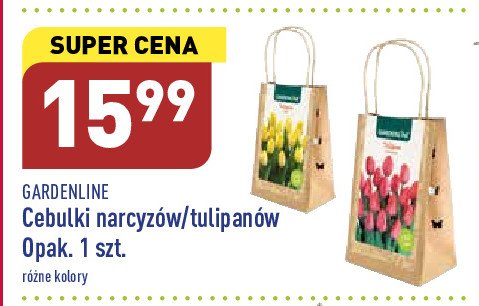 Cebulki tulipanów promocja