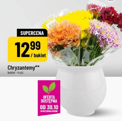 Chryzantemy promocja w POLOmarket