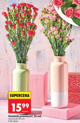 Goździk premium 12 sztuk promocja w Biedronka