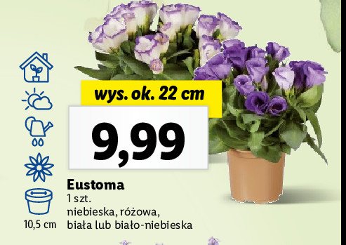 Eustoma wys. 22 cm niebieska promocja