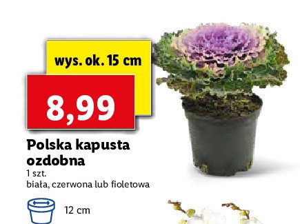 Kapusta ozdobna czerwona promocja