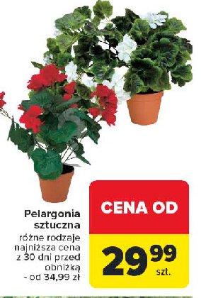 Pelargonia w doniczce promocja w Carrefour