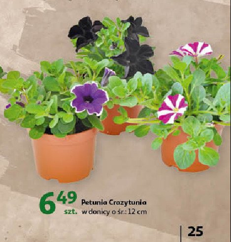 Petunia crazytunia don.12 cm promocje