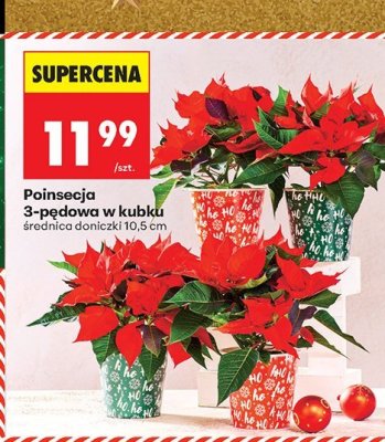Poinsecja 3-pędowa w kubku promocja w Biedronka