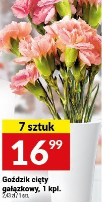Goździk cięty gałązkowy, 1 kpl. promocja w Twój Market