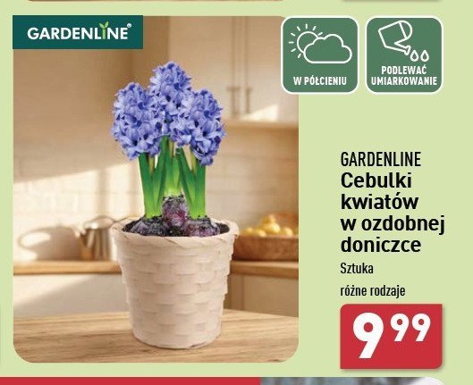 Cebulki kwiatów w doniczce 12 cm promocja