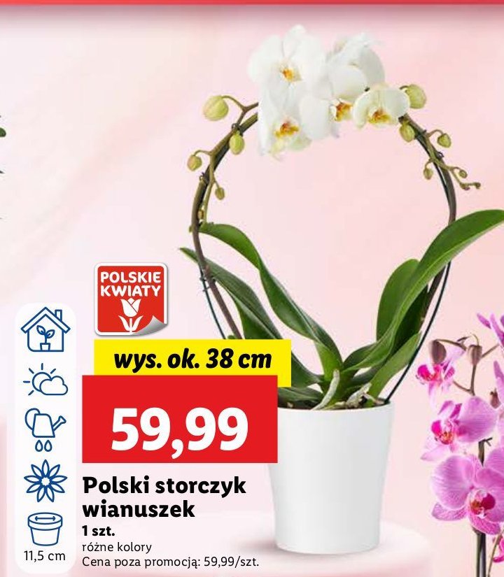 Storczyk wianuszek 38 cm promocja w Lidl