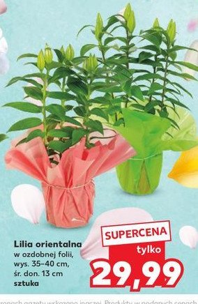 Lilia orientalna 35-40 cm promocja w Kaufland