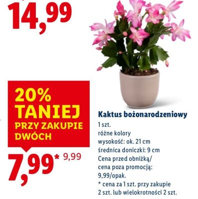 Kaktus bożonarodzeniowy różne kolory promocja w Lidl