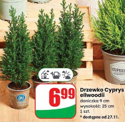 Drzewko Cyprys ellwoodii promocja w Dino