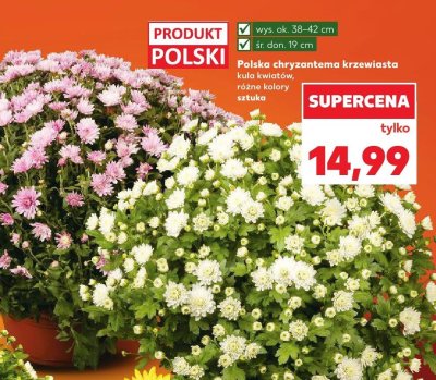Polska chryzantema krzewiasta kula kwiatów promocja w Kaufland