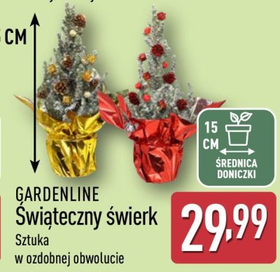Świąteczny świerk  promocja w Aldi