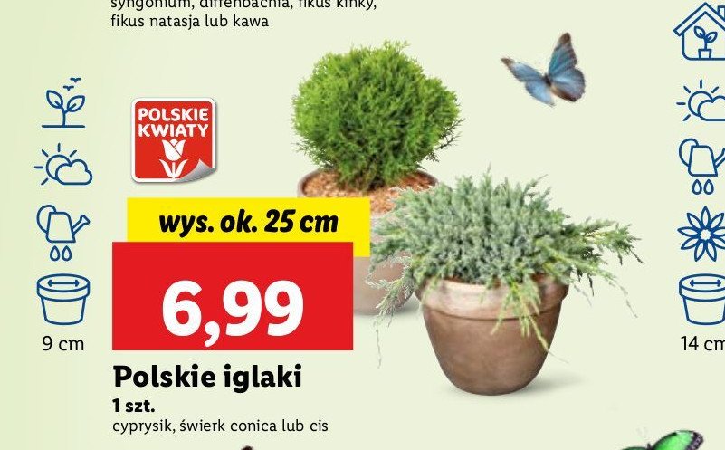 Cis promocja
